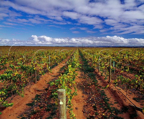 Vineyard of Orlando which provides grapes for their Jacobs Creek brand   Langhorne Creek South Australia