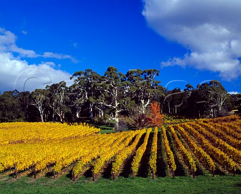 Autumnal Tiers Vineyard of Tapanappa   Piccadilly South Australia   Adelaide Hills