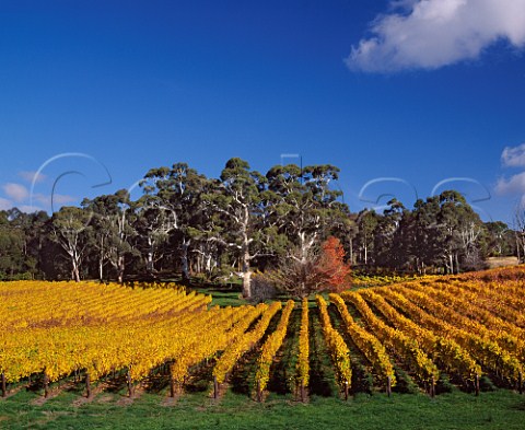 Autumnal Tiers Vineyard of Tapanappa   Piccadilly South Australia   Adelaide Hills