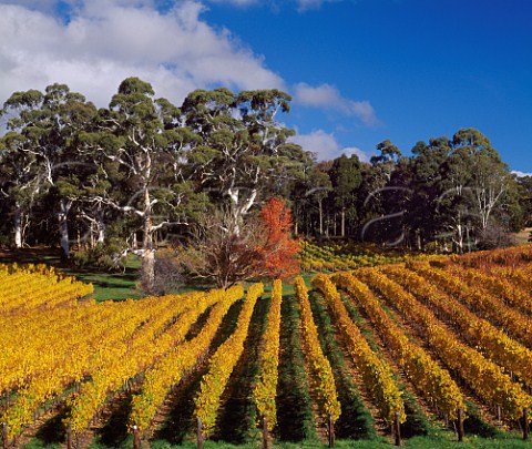 Autumnal Tiers Vineyard of Tapanappa   Piccadilly South Australia   Adelaide Hills