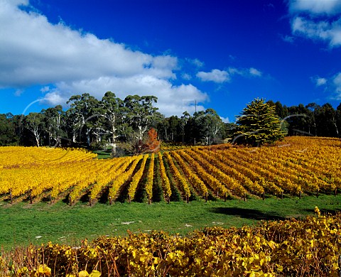 Autumnal Tiers Vineyard of Tapanappa   Piccadilly South Australia   Adelaide Hills