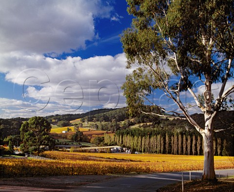 Tapanappa winery surrounded by its autumnal vineyards in the Piccadilly Valley Piccadilly South Australia  Adelaide Hills