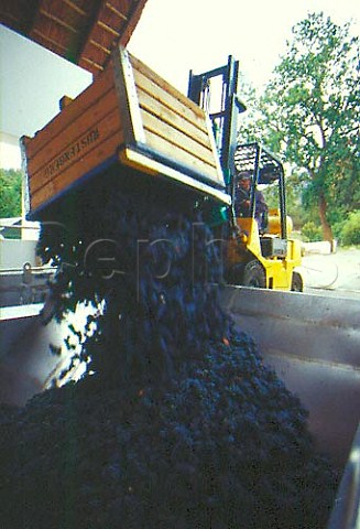 Grapes arriving at Rustenberg   Stellenbosch South Africa