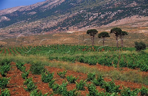 Vineyard of Chateau Musar in the spring   Aana Bekaa Valley Lebanon