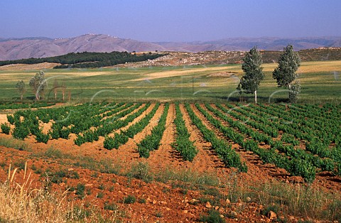Spring in vineyard of Chateau Musar   Aana Bekaa Valley Lebanon