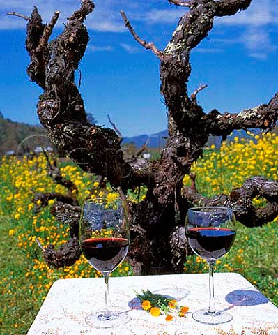 Glasses of wine and old Zinfandel vine   Kenwood Sonoma Co California