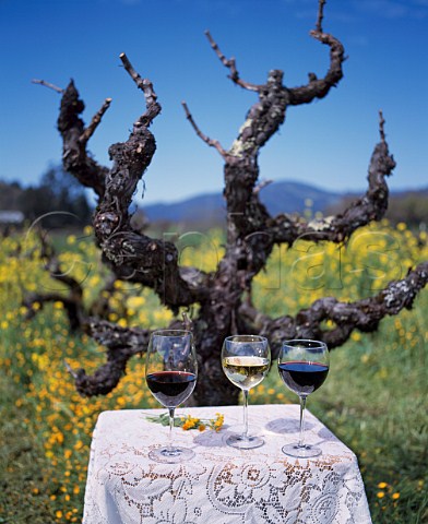 Glasses of wine and old Zinfandel vine   Kenwood Sonoma Co California
