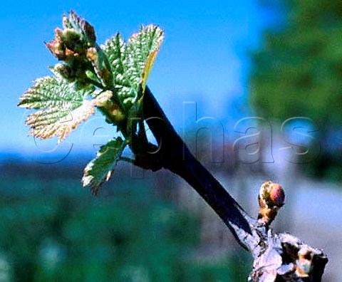 First leaves of spring on Cabernet Sauvignon vines   of Silver Oak Cellars Oakville Napa Co California