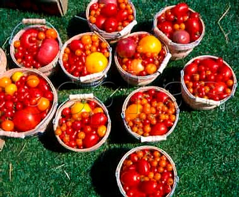 Tomatoes on display at the Heirloom Tomato Tasting   Festival held annually at Kendall Jackson Winery   Sonoma Co California