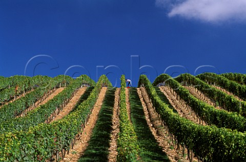 Checking grapes prior to harvest in  vineyard at MagnylsVillers   Cte dOr France  Hautes Ctes de Nuits