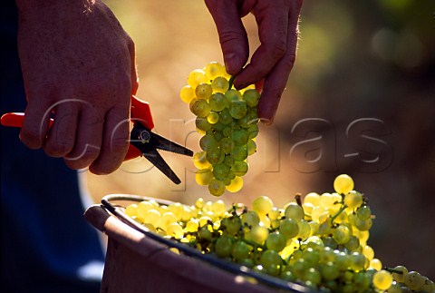 Harvesting Chardonnay grapes in   vineyard of Louis Latour on the Hill of   Corton AloxeCorton Cte dOr France  Corton Charlemagne