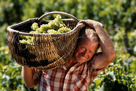 Alain Gaulthay with traditional wicker  basket of Chardonnay grapes in vineyard  of Louis Latour on the Hill of Corton  AloxeCorton Cte dOr France  Corton Charlemagne