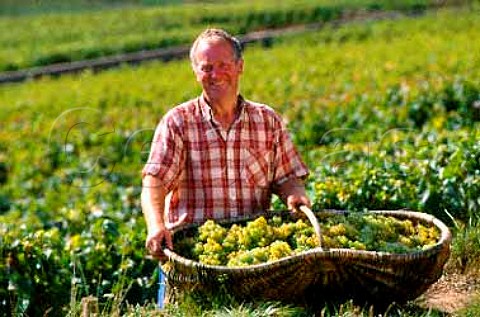 Alain Gaulthay with traditional wicker   basket of Chardonnay grapes in vineyard   of Louis Latour on the Hill of Corton   AloxeCorton Cte dOr France  Corton Charlemagne