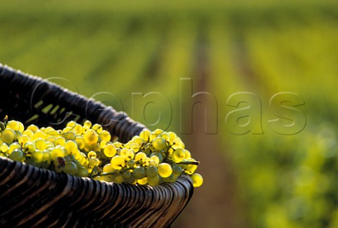 Chardonnay grapes in traditional wicker   basket in vineyard of Louis Latour on the Hill of Corton AloxeCorton Cte dOr France Corton Charlemagne