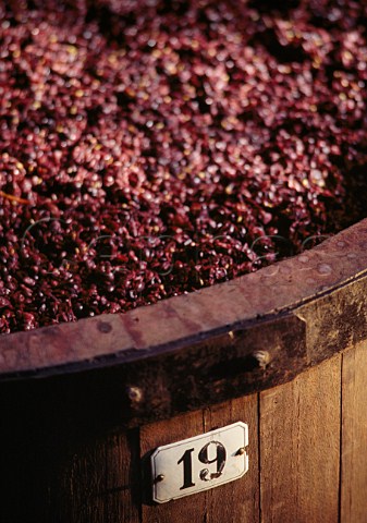 The grapeskin cap on a cuve of Pinot Noir in Louis Latours Chteau de Grancey AloxeCorton Cte dOr France