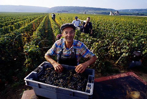 Harvesting Pinot Noir grapes in Clos de Vougeot vineyard of Faiveley who are based in NuitsStGeorges  Cte dOr France     Cte de Nuits