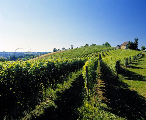 Vineyard of Clos Uroulat Monein   PyrnesAtlantiques France   Juranon