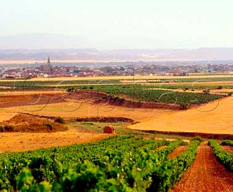 Vineyard at Mendavia La Rioja Spain      Rioja Baja