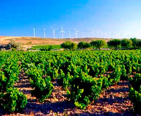 Wind turbines and vineyard near Cintrunigo some of   the thousands erected as part of a European energy   conservation project Spain Navarra
