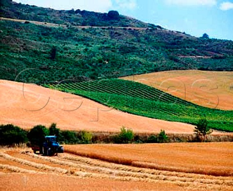 Vineyard by barley field near Puente la Reina   Navarra Spain