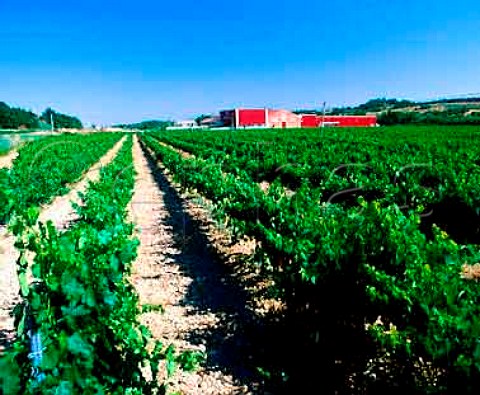 Vineyard by Bodegas Pirineos north of Barbastro   Aragon Spain     Somontano