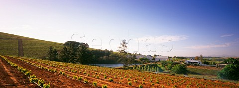 Mulderbosch winery and vineyard Stellenbosch South Africa