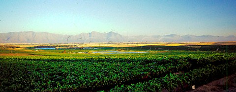 Vineyards of Riebeek Kasteel Swartland   South Africa