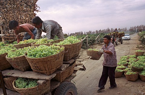 Grape harvest at the oasis town of   Turpan Xinjiang province China