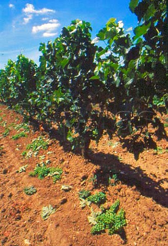 Green harvest vendange verte in late   July of Cabernet Franc grapes  Chteau Canon Stmilion Gironde   France