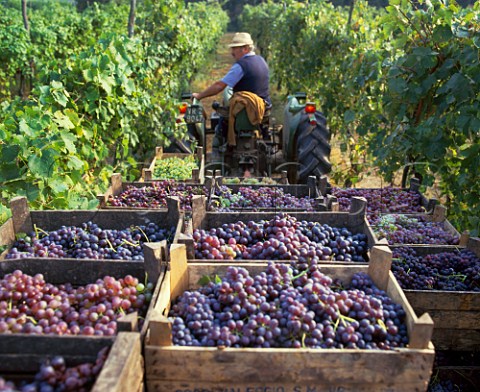 Harvested grapes in vineyard   Custoza Veneto Italy