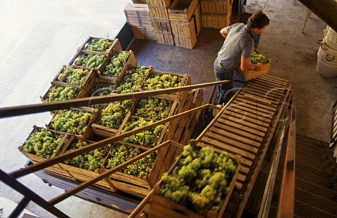 Boxes of harvested grapes arriving at winery of Allegrini Fumane Veneto Italy