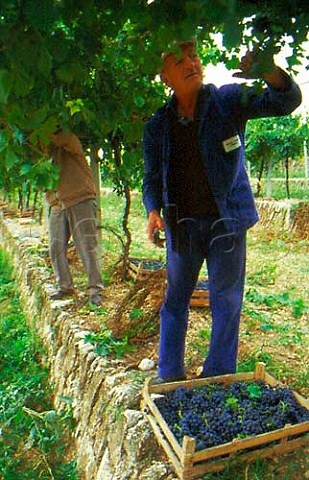 Harvesting grapes of Allegrini Fumane   Veneto Italy   Valpolicella