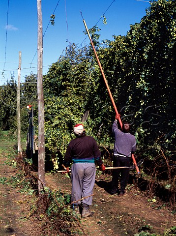 Hop picking Dormington Hereford England