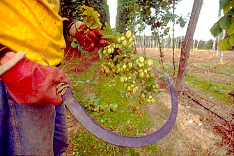 Harvesting hops in the traditional   method with a scythe