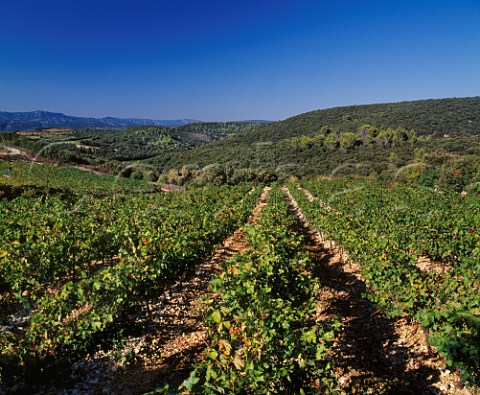Vineyard of Domaine de la Grange des Pres   Aniane Hrault France