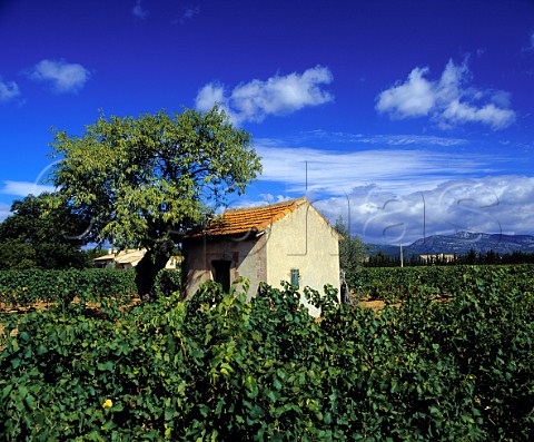 Hut in vineyard at Jonquires Hrault France  Coteaux du Languedoc