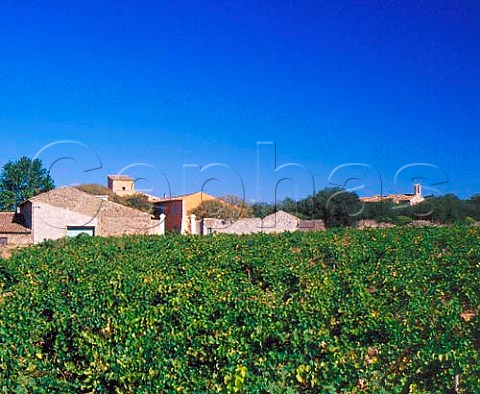 View over vineyard to Prieur de StJean de Bbian   Pzenas Hrault France     Languedoc