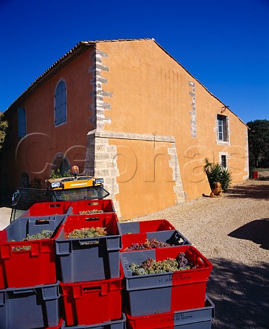Harvested grapes in the courtyard of Prieur de   StJean de Bbian Pzenas Hrault France       Languedoc