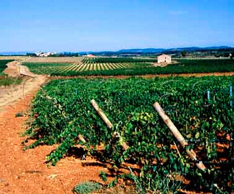 Vineyards of Domaine De Nizas Nizas near Pzenas Hrault France Coteaux du Languedoc  Vin de Pays dOc