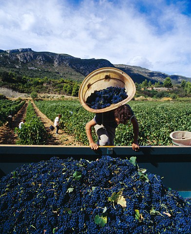 Harvesting Syrah grapes for the Mont Tauch  cooperative Tuchan Aude France   Fitou