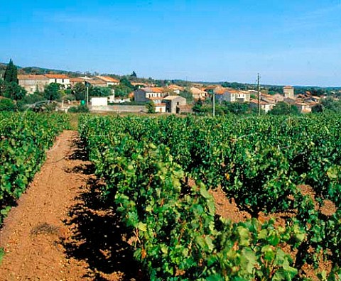 Vineyard at Salsigne Aude France     Cabards