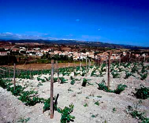 Young vineyard above Salsigne Aude France     Cabards