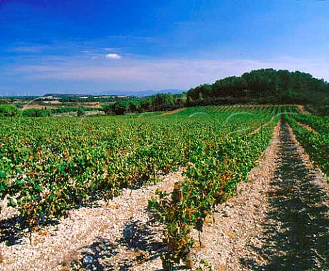 Vineyard at Salsigne Aude France     Cabards