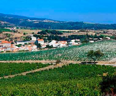 Vineyard at Salsigne Aude France     Cabards