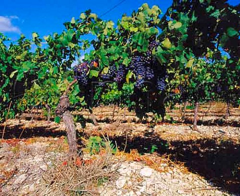 Vineyard of Chteau Bancalis near Villardonnel   Aude France   Cabards