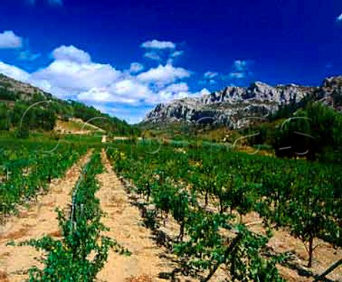 Wiretrained vineyard at Vingrau near Tautavel   PyrnesOrientales France       Ctes du RoussillonVillages  Rivesaltes