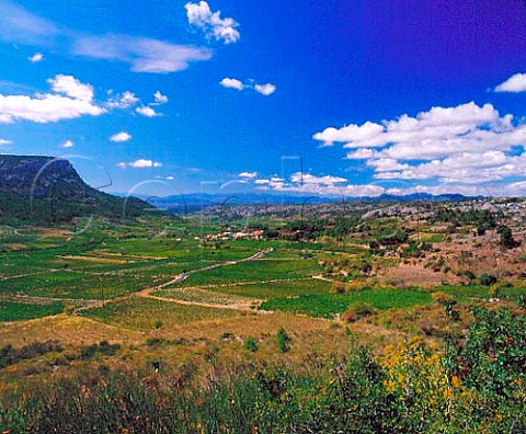 Vineyards around the village of Vingrau   near Tautavel PyrnesOrientales France       Ctes du RoussillonVillages  Rivesaltes