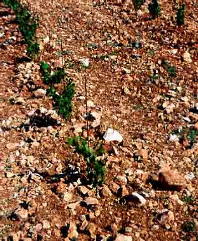 Young vineyard of Domaine de Triennes owned by   Aubert de Villaine and Jacques Seysses  NanslesPins Var France  Coteaux Varois