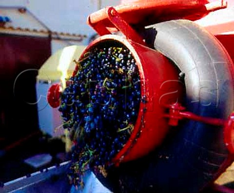 Trailer of Grenache grapes being emptied into the   crusher via an archimedes spiral   Chteau des Chaberts Garoult Var France   Coteaux Varois
