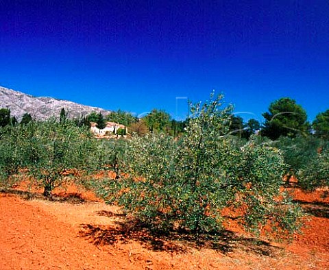 Olive grove of Domaine de Richeaume with   Montagne SteVictoire beyond    Puyloubier BouchesduRhne France  Ctes de Provence